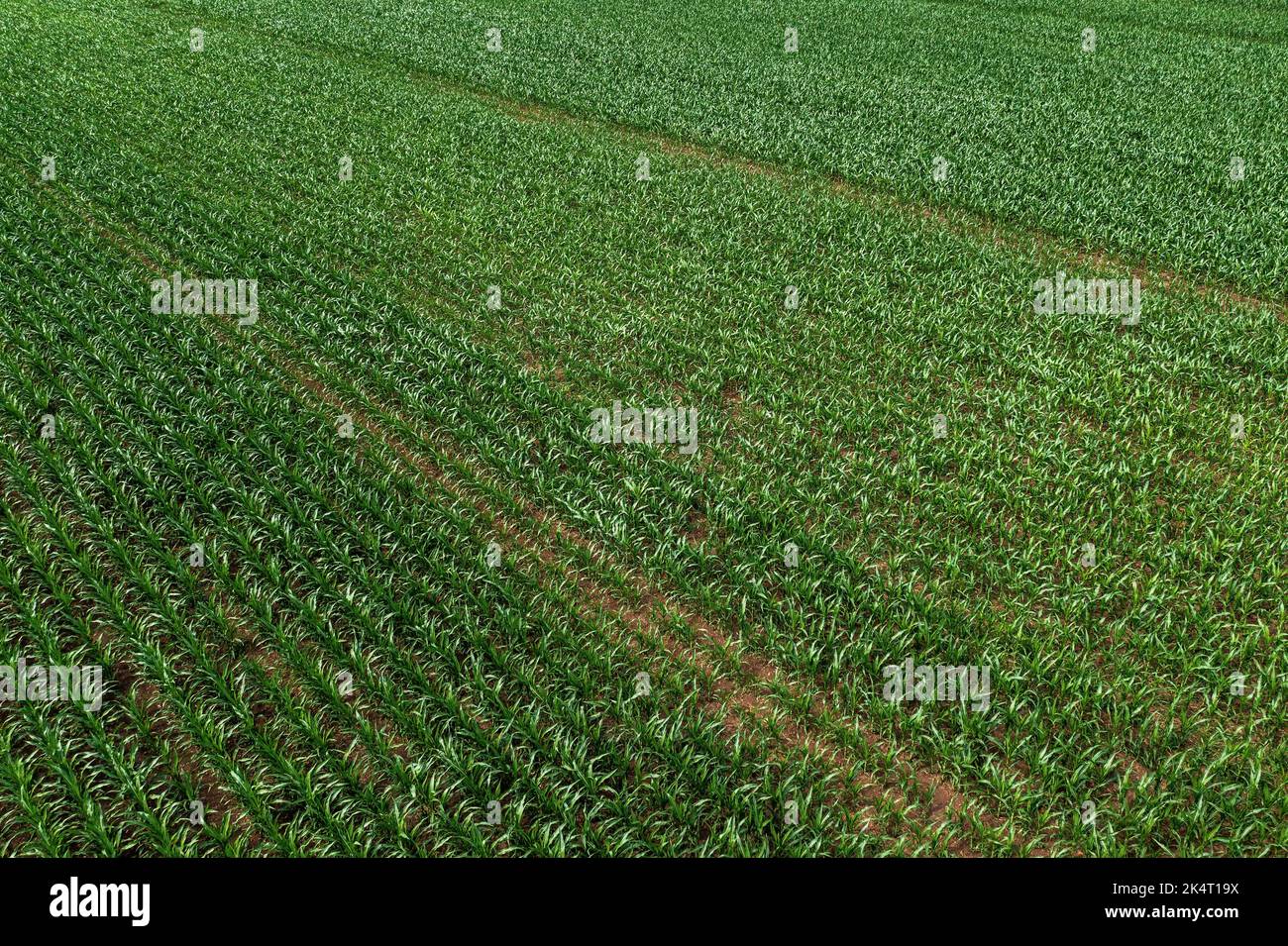 Aerial shot of corn crop seedlings growing in cultivated agricultural plantation field, drone pov Stock Photo