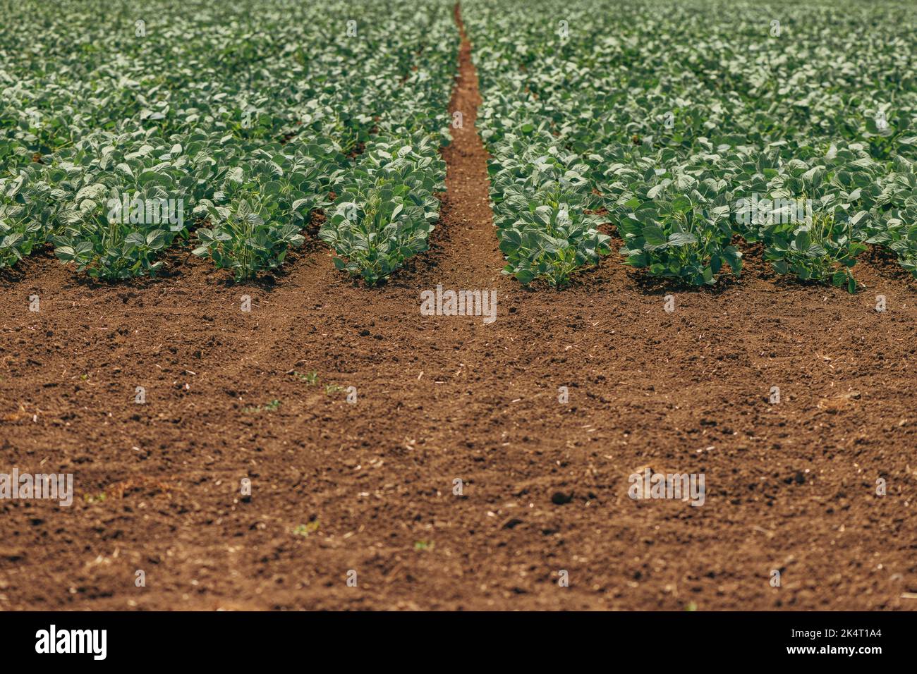 Soybean crops (Glycine max) in cultivated agricultural field in diminishing perspective, selective focus Stock Photo