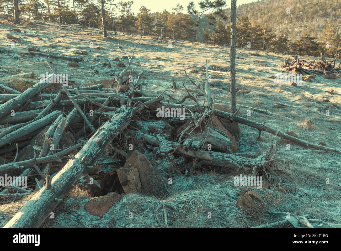Environmental damage, dead trees at Divcibare hills in winter sunrise, selective focus Stock Photo