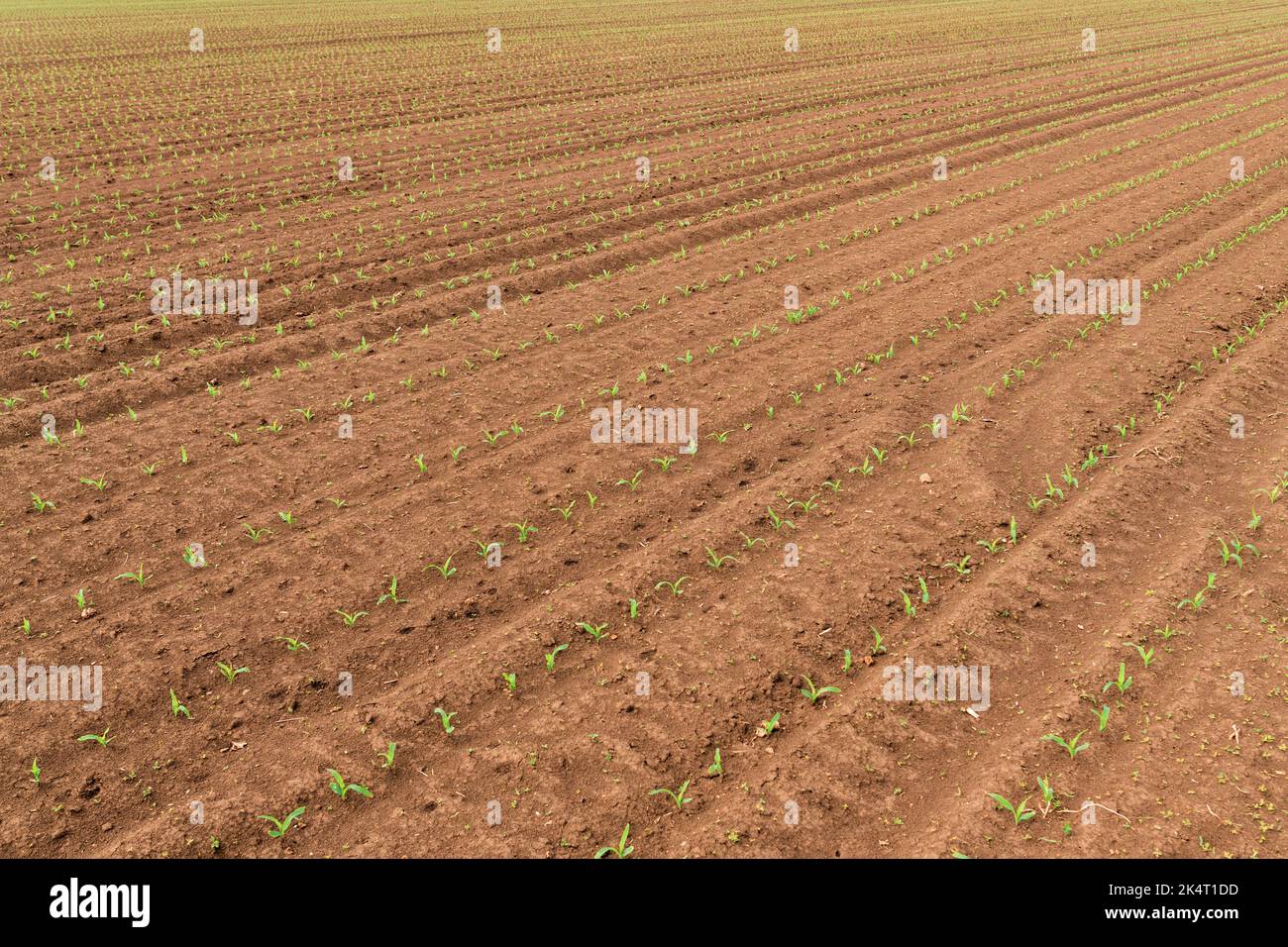 Small corn crop sprout field. Agriculture and farming concept. Selective focus. Stock Photo