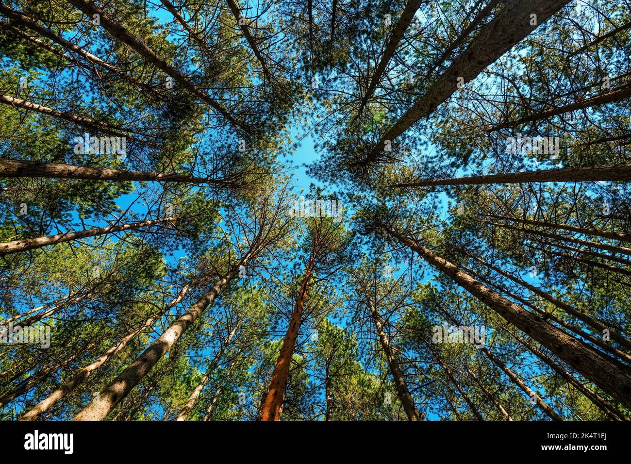 Low angle view of tall pine tree woodland in summer with blue sky above the evergreen treetops. Natural parkland at Zlatibor, Serbia. Stock Photo