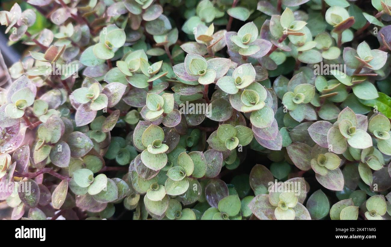 A closeup of Callisia repens, also known as creeping inchplant or turtle vine. Stock Photo
