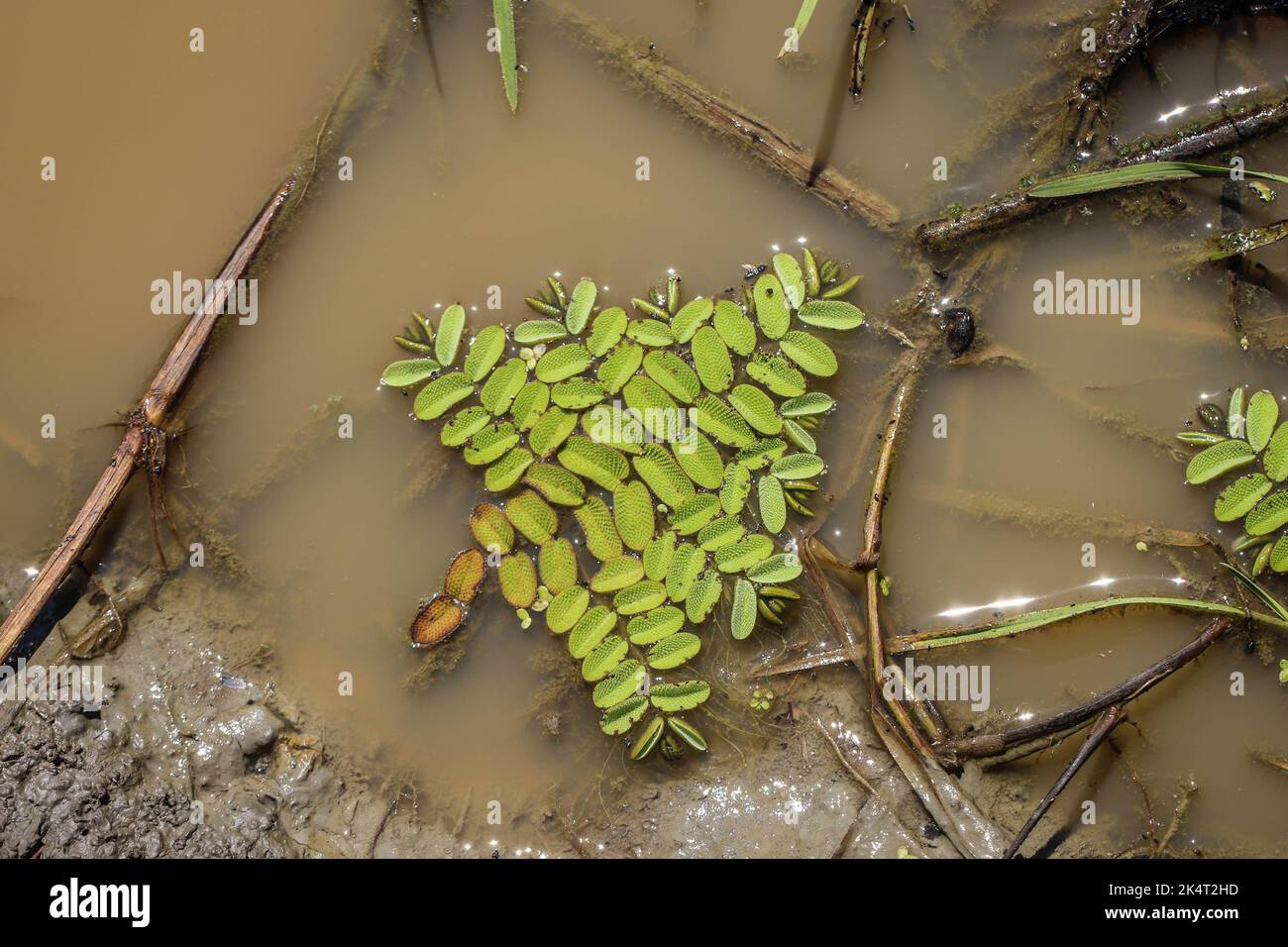 The floating fern (latin name: Salvinia natans) in the pond in Special Nature reserve Gornje podunavlje in Serbia Stock Photo