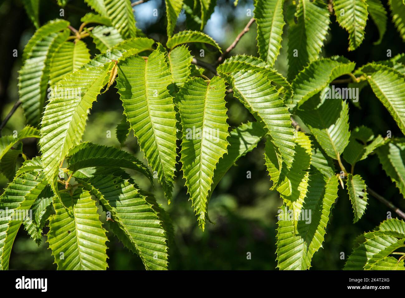 Leaves of Carpinus caroliniana Stock Photo - Alamy