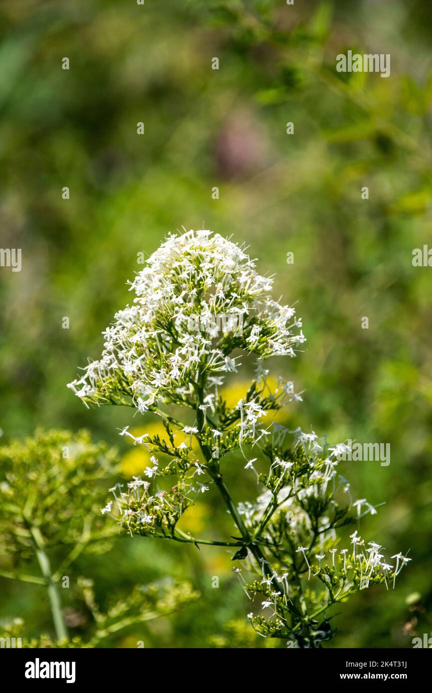 Centranthus ruber white form Stock Photo - Alamy