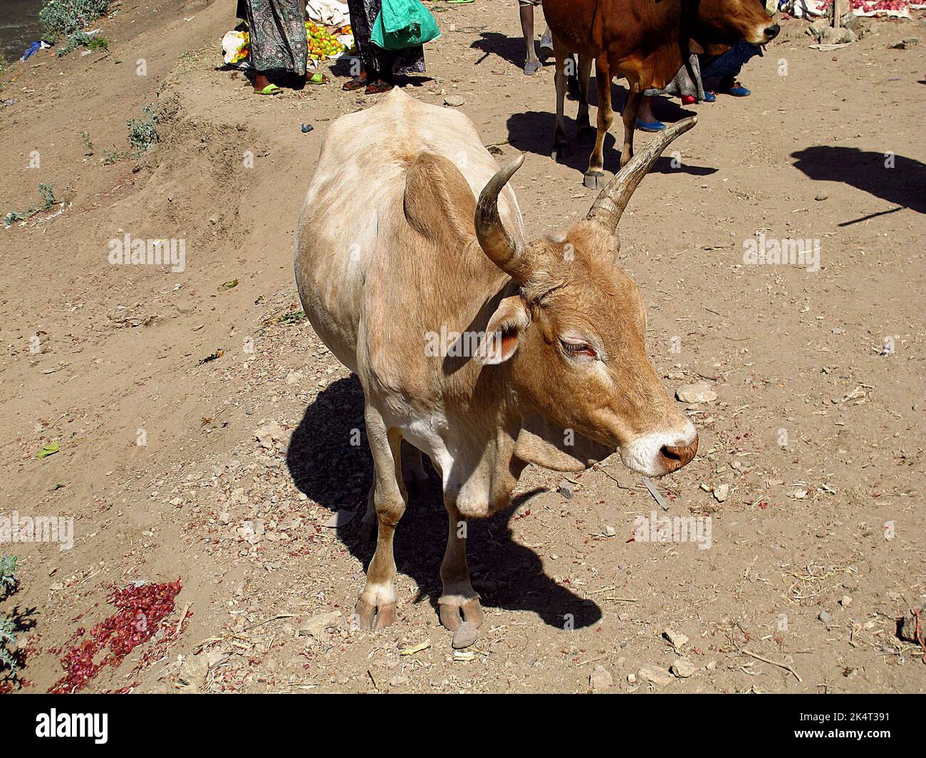 The cow on field of Ethiopia Stock Photo Alamy