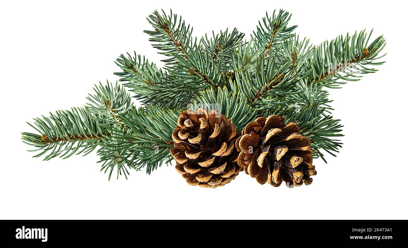Cone and branch of fir-tree on a white background Stock Photo