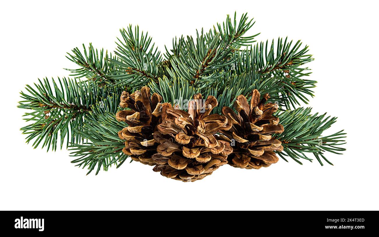 Cone and branch of fir-tree on a white background Stock Photo - Alamy