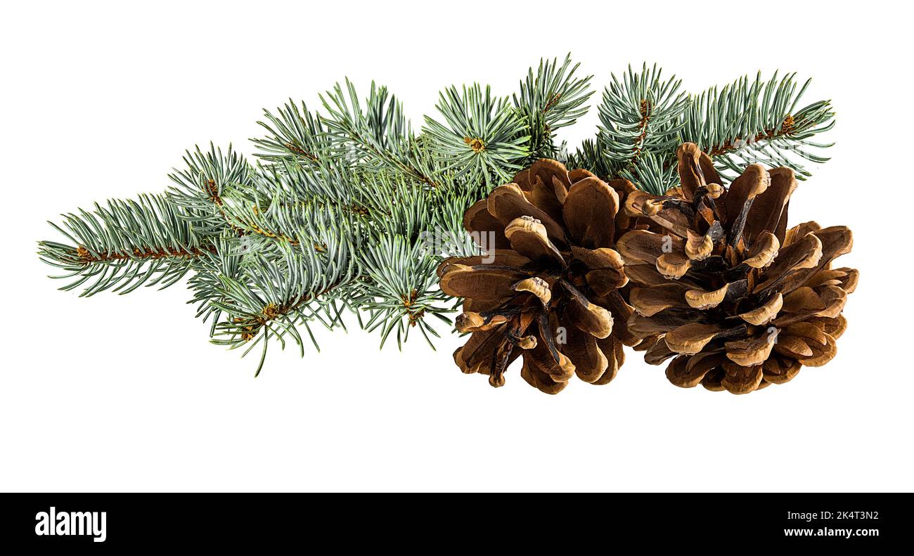 Cone and branch of fir-tree on a white background Stock Photo - Alamy