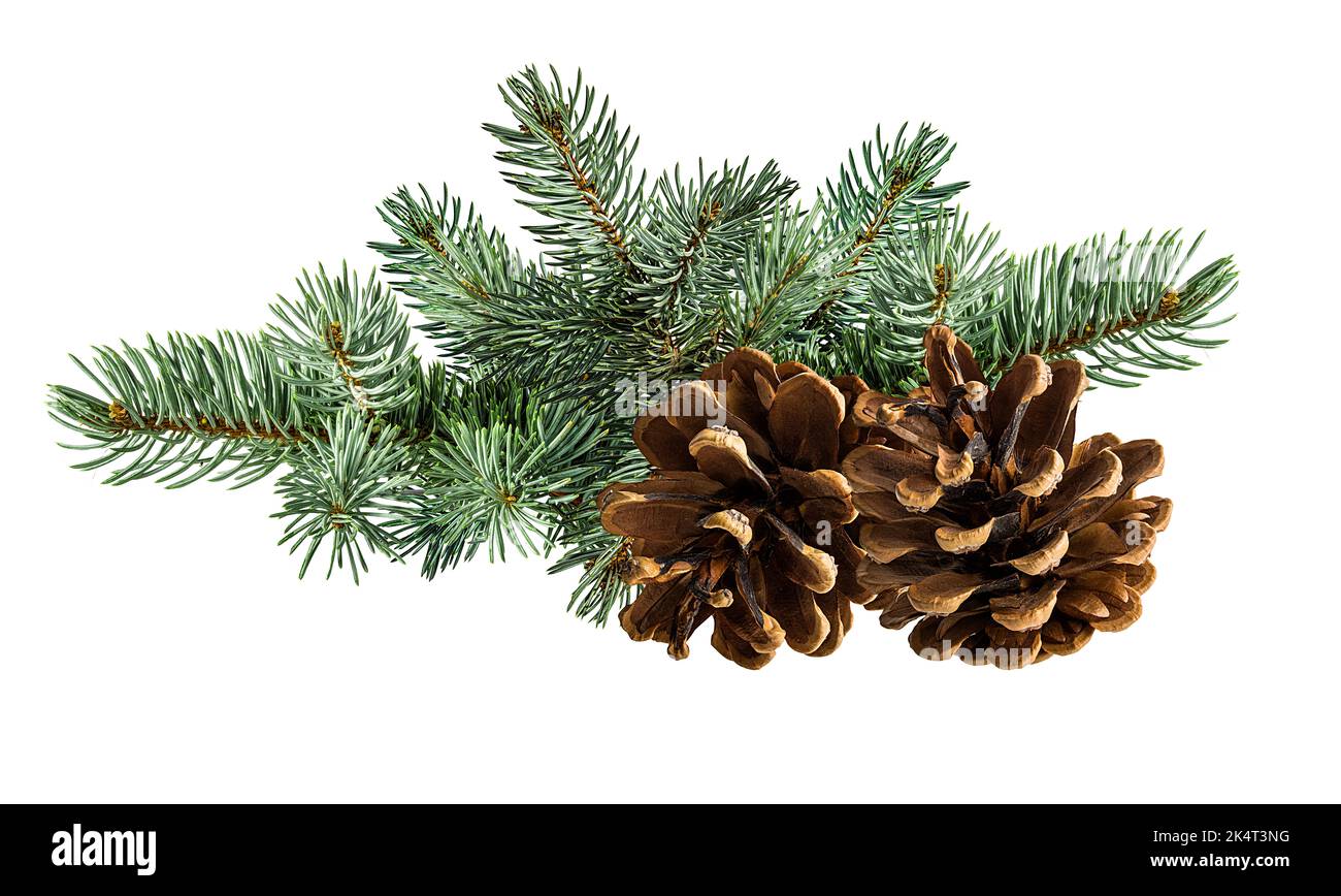 Cone and branch of fir-tree on a white background Stock Photo - Alamy