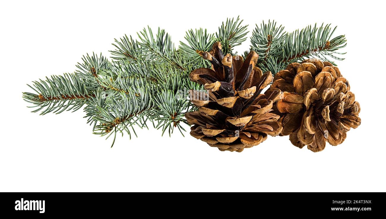 Cone and branch of fir-tree on a white background Stock Photo - Alamy