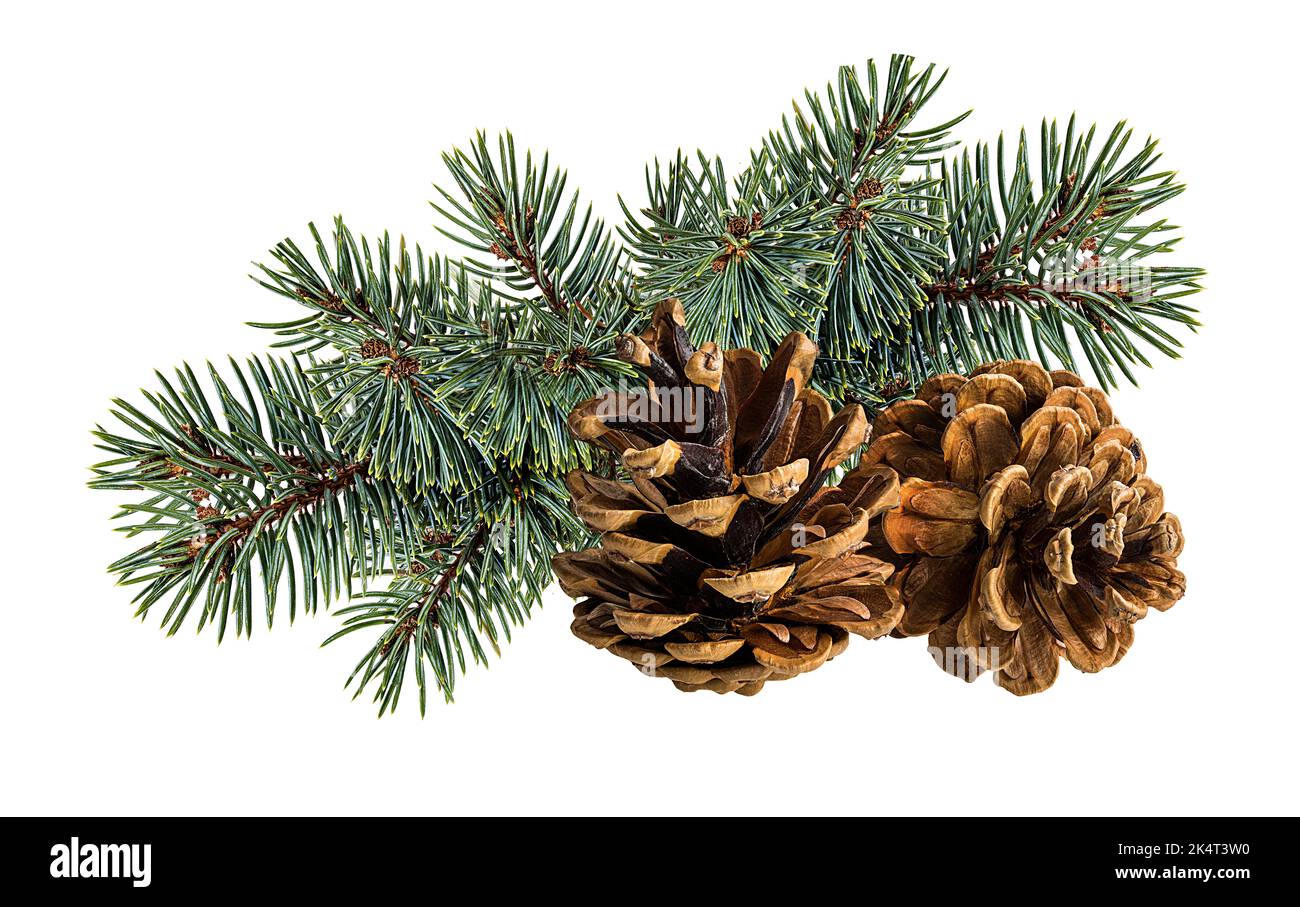 Cone and branch of fir-tree on a white background Stock Photo - Alamy