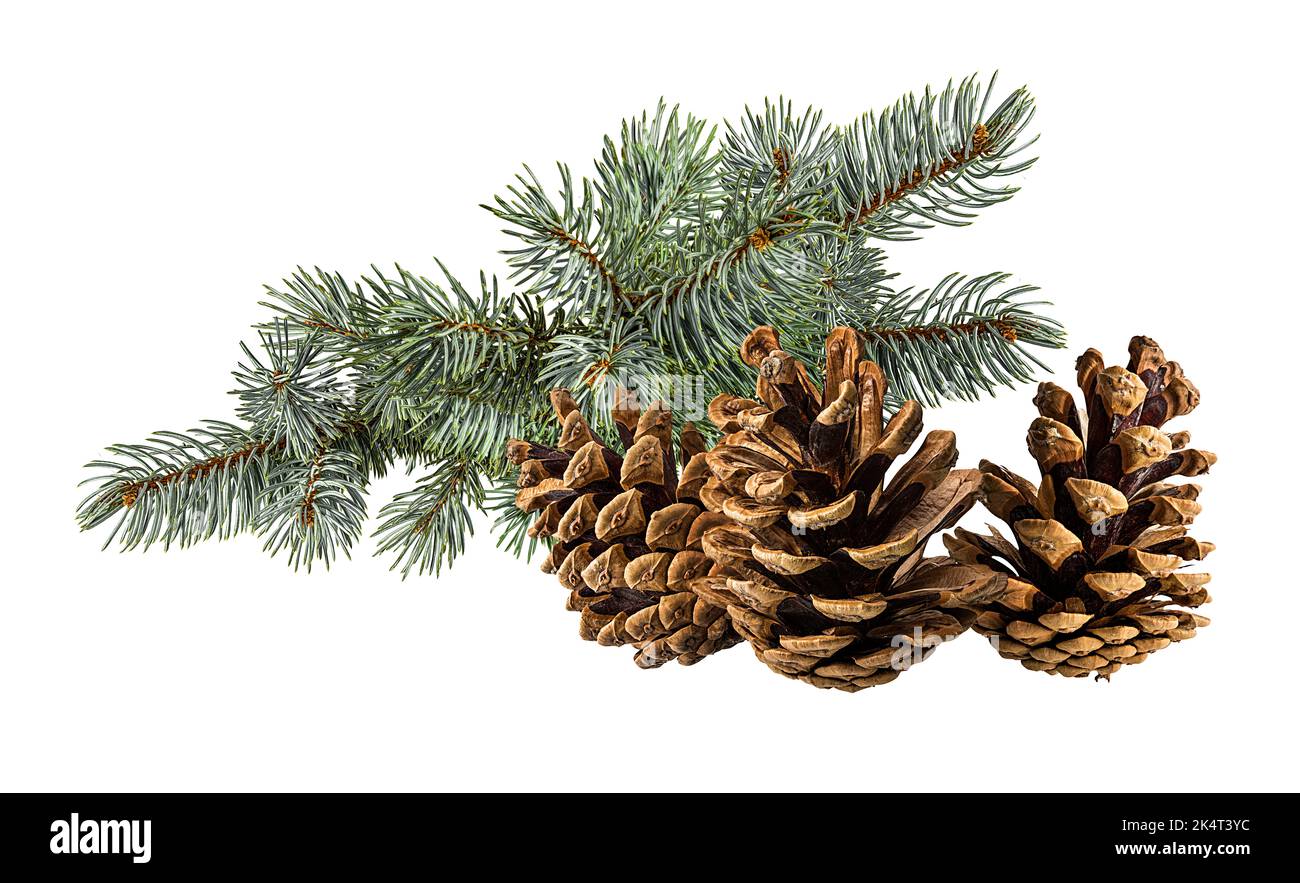 Cone and branch of fir-tree on a white background Stock Photo - Alamy