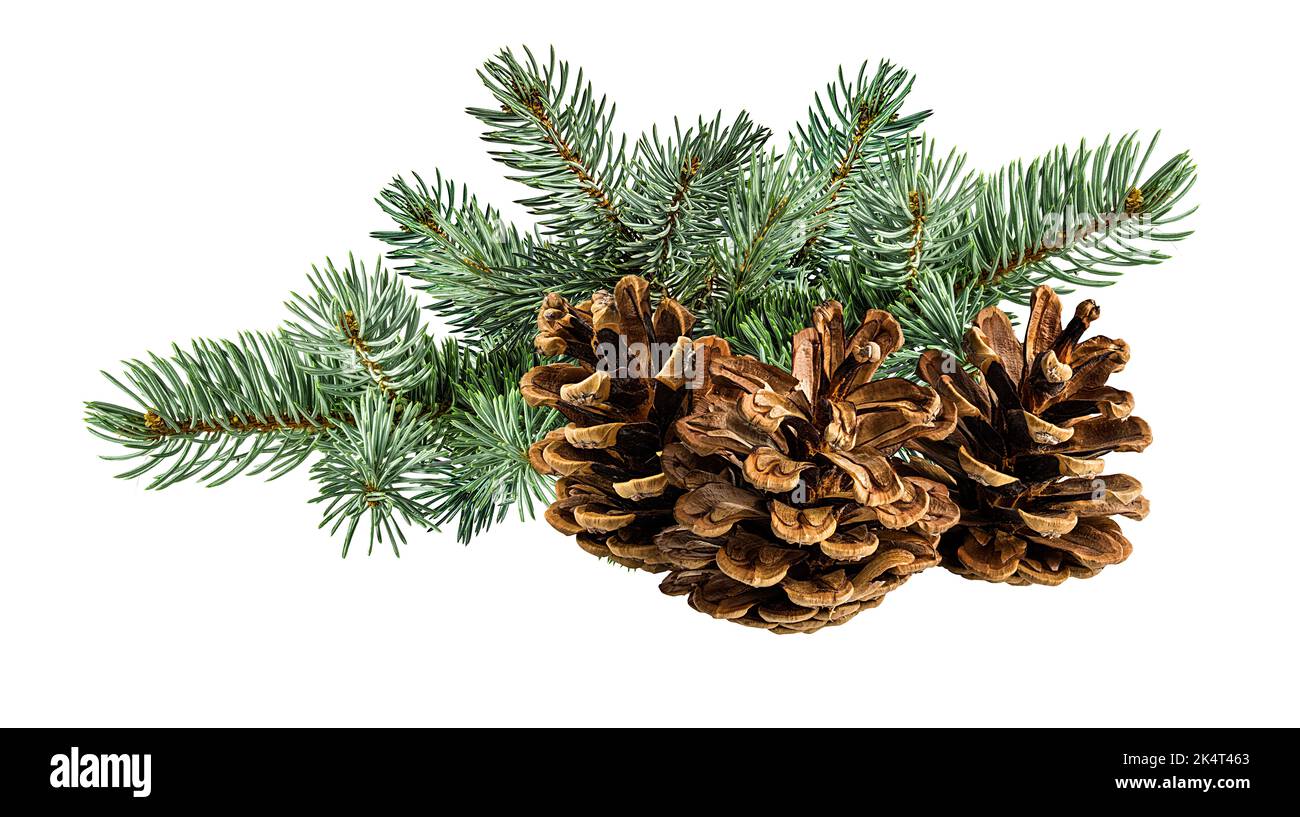 Cone and branch of fir-tree on a white background Stock Photo - Alamy
