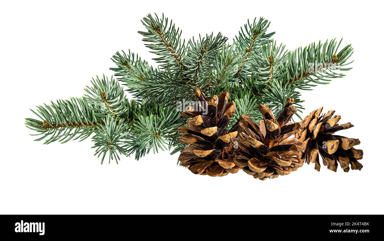 Cone and branch of fir-tree on a white background Stock Photo - Alamy