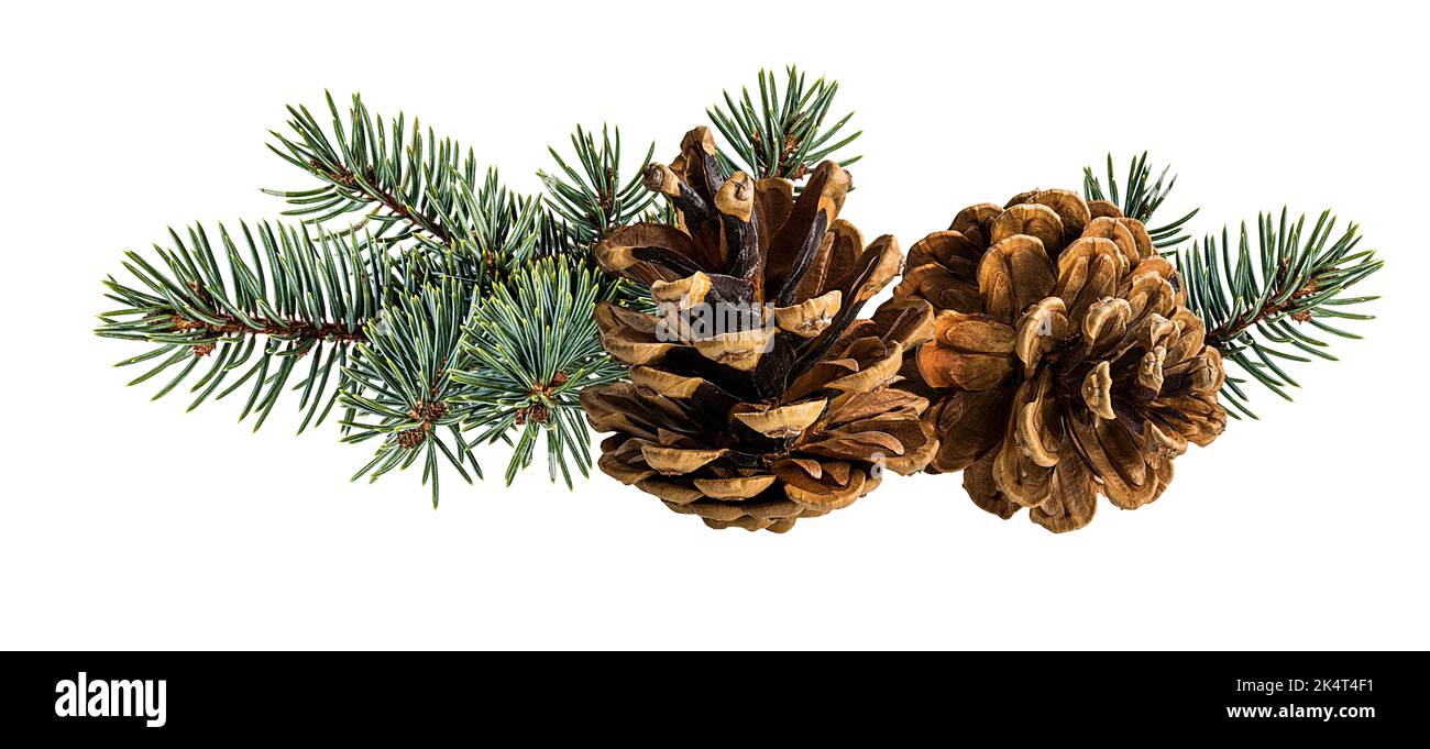 Cone and branch of fir-tree on a white background Stock Photo - Alamy