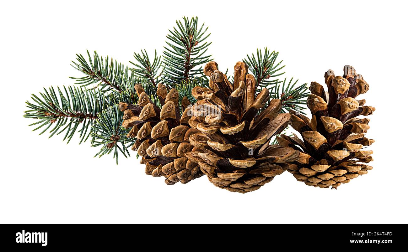 Cone and branch of fir-tree on a white background Stock Photo - Alamy