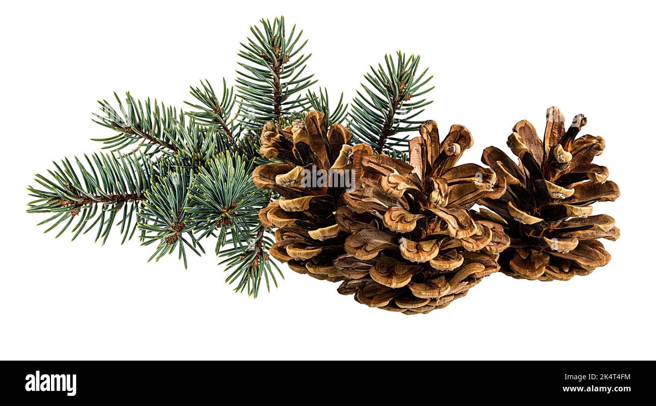 Cone and branch of fir-tree on a white background Stock Photo - Alamy