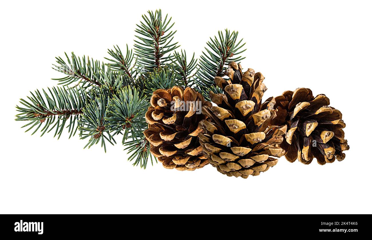 Cone and branch of fir-tree on a white background Stock Photo