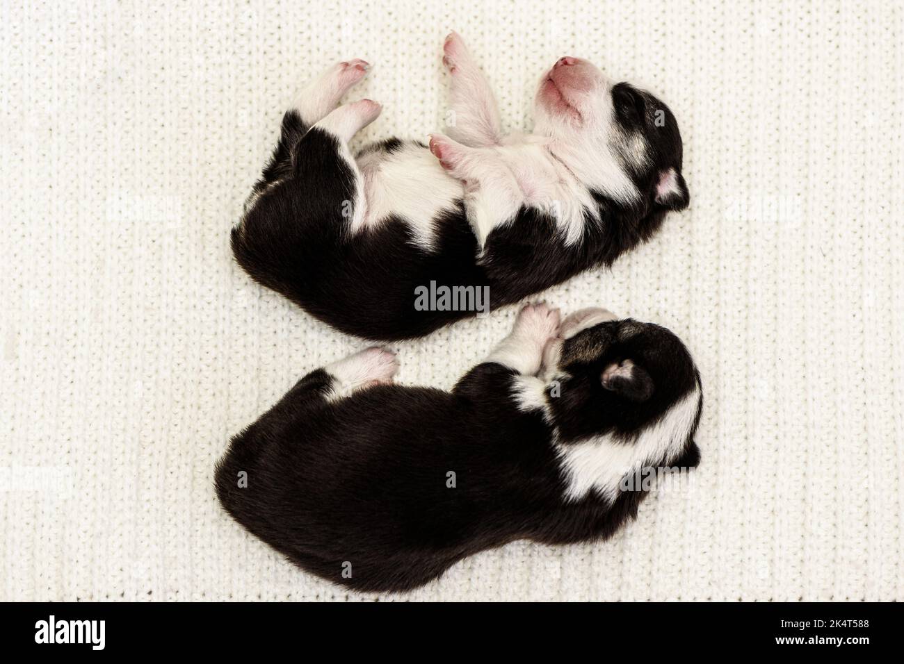 Cute Pembroke Welsh Corgi puppies enjoy sleeping on soft blanket Stock Photo