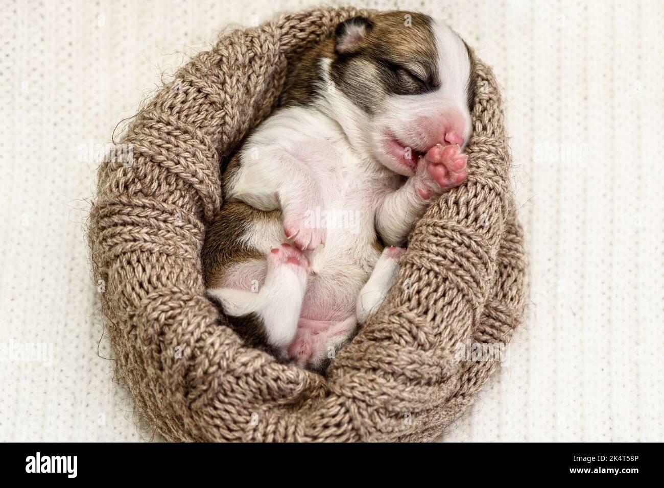 Cute newborn Pembroke Welsh puppy sleeps in knitted dog bed Stock