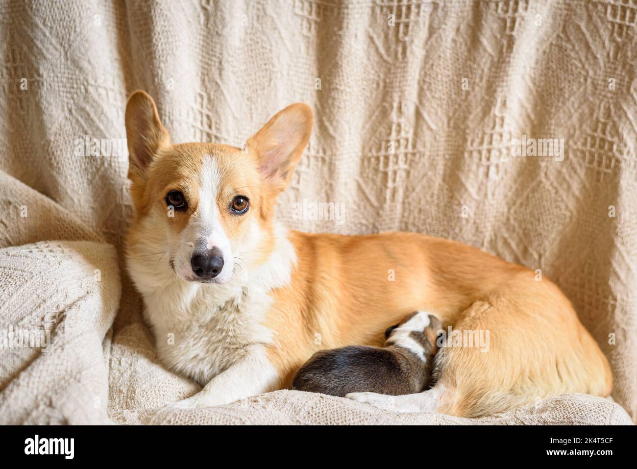 Red and white Pembroke Welsh Corgi mom dog feeds puppy looking at camera Stock Photo