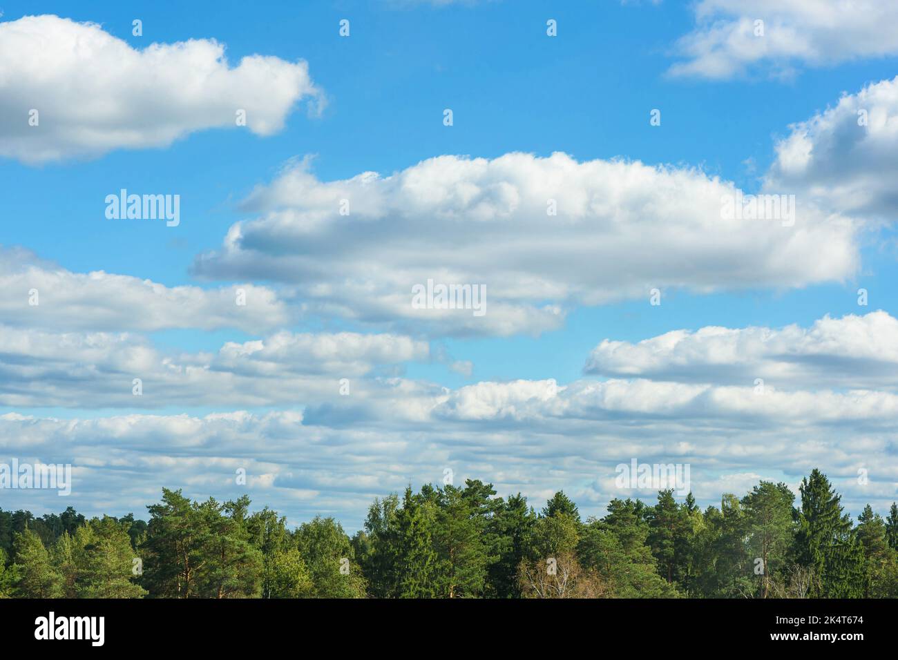Green treetops under blue sky with white cumulus clouds Stock Photo - Alamy
