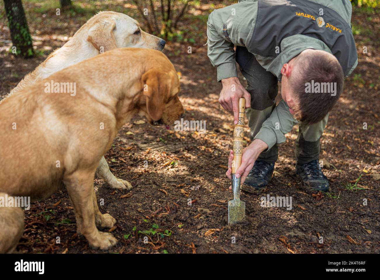 PALADINI, CORATIA SEPTEMBER 26, 2022 Truffle hunter with dogs in Paladini, Croatia. Pigs and