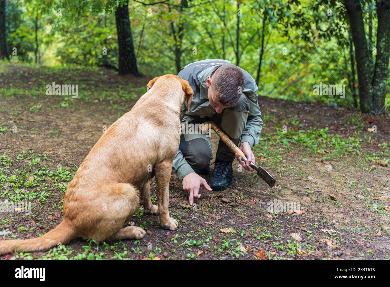 PALADINI, CORATIA SEPTEMBER 26, 2022 Truffle hunter with dog in Paladini, Croatia. Pigs and