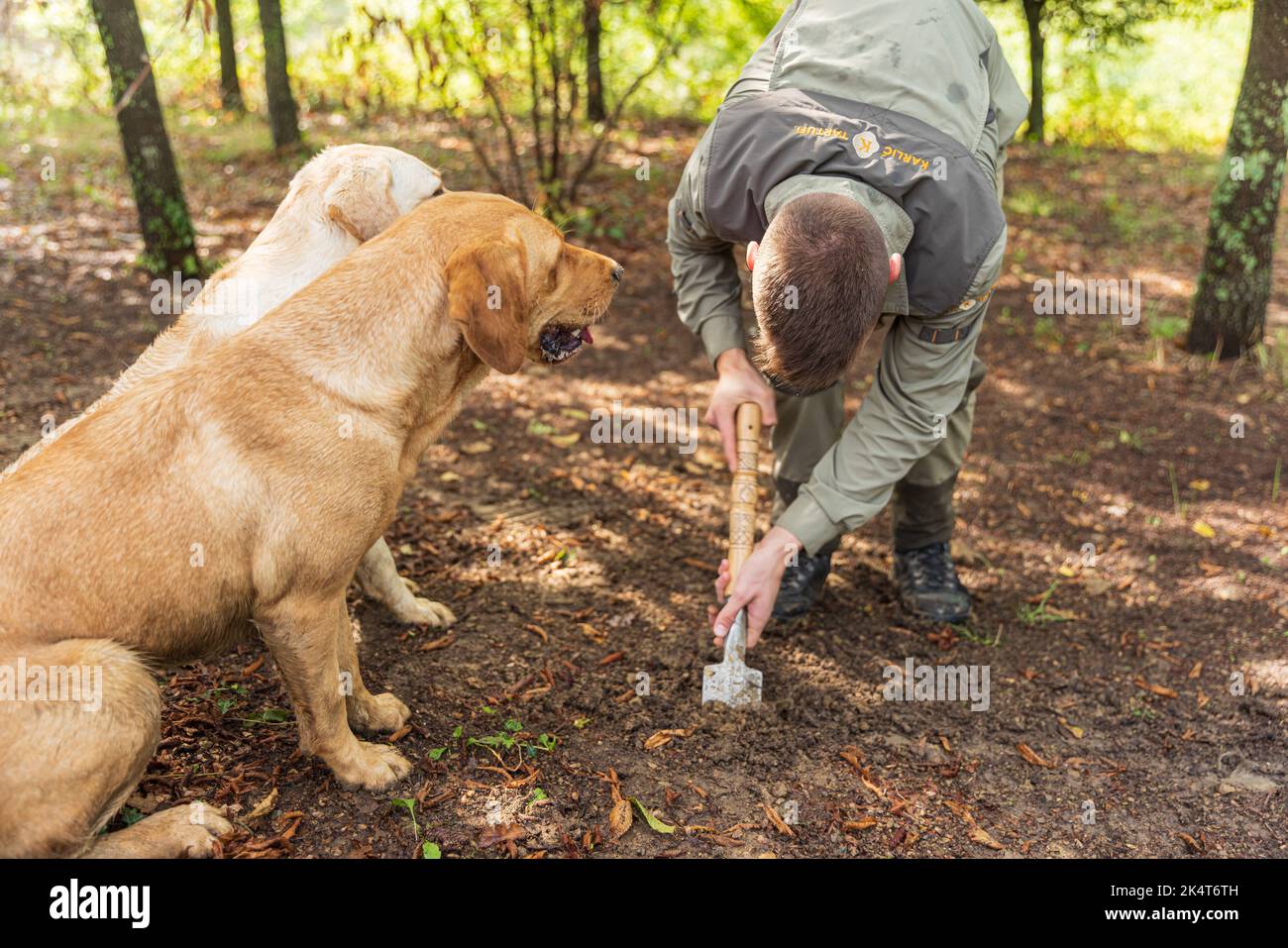PALADINI, CORATIA SEPTEMBER 26, 2022 Truffle hunter with dogs in