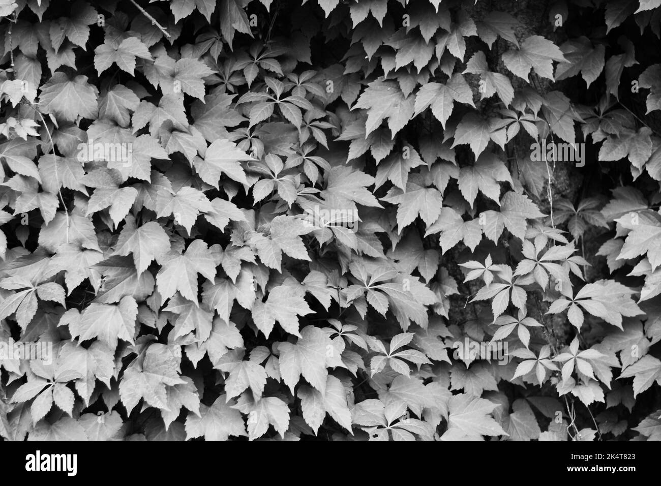 Common leafy ivy plants growing on the wall in a black and white