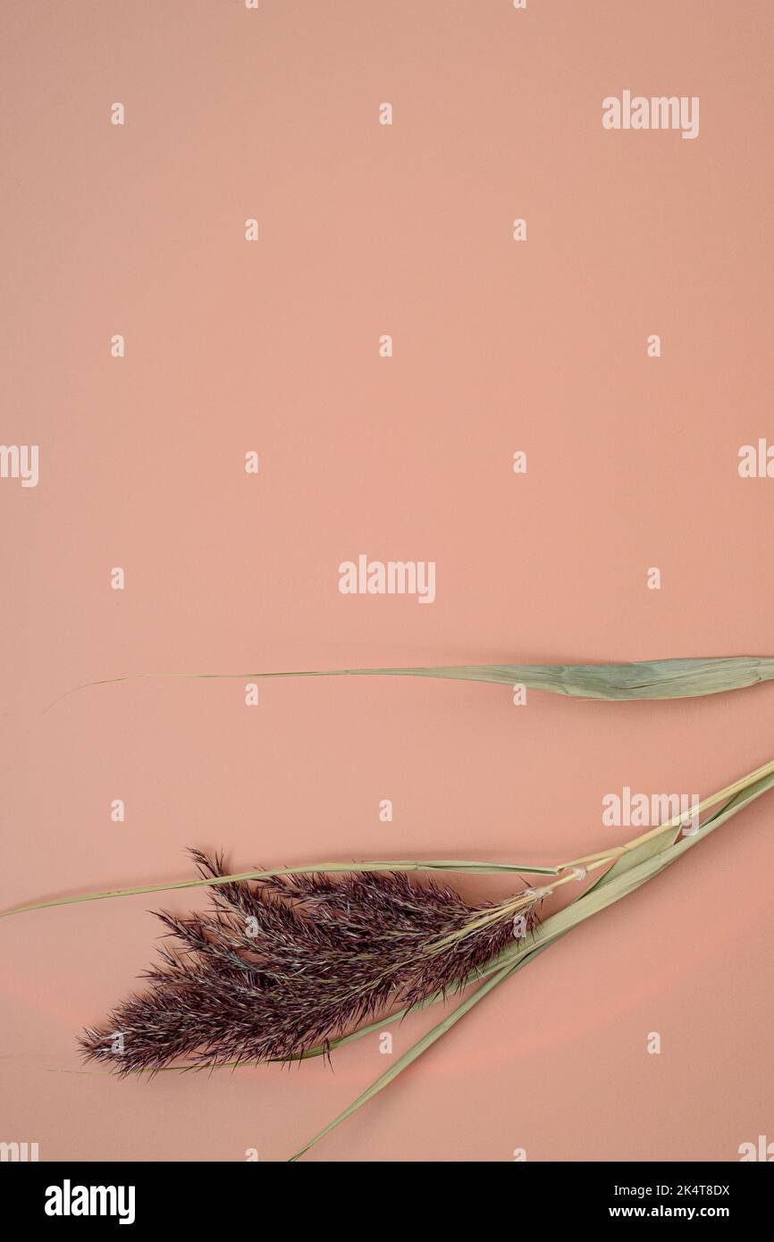 Dried herb inflorescence put on light pink background Stock Photo