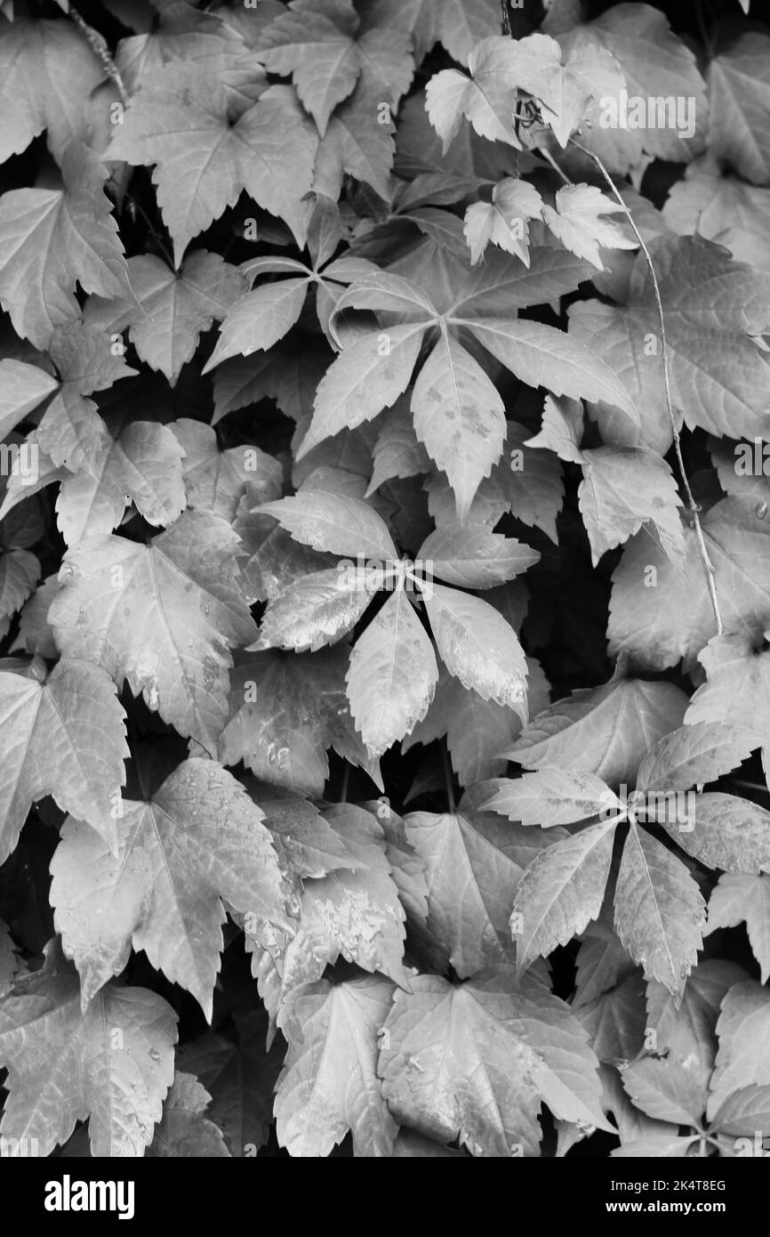 Common leafy ivy plants growing on the wall in a black and white