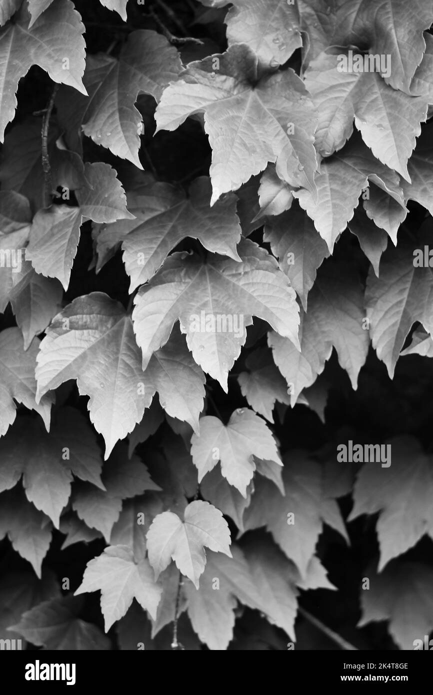 Common leafy ivy plants growing on the wall in a black and white
