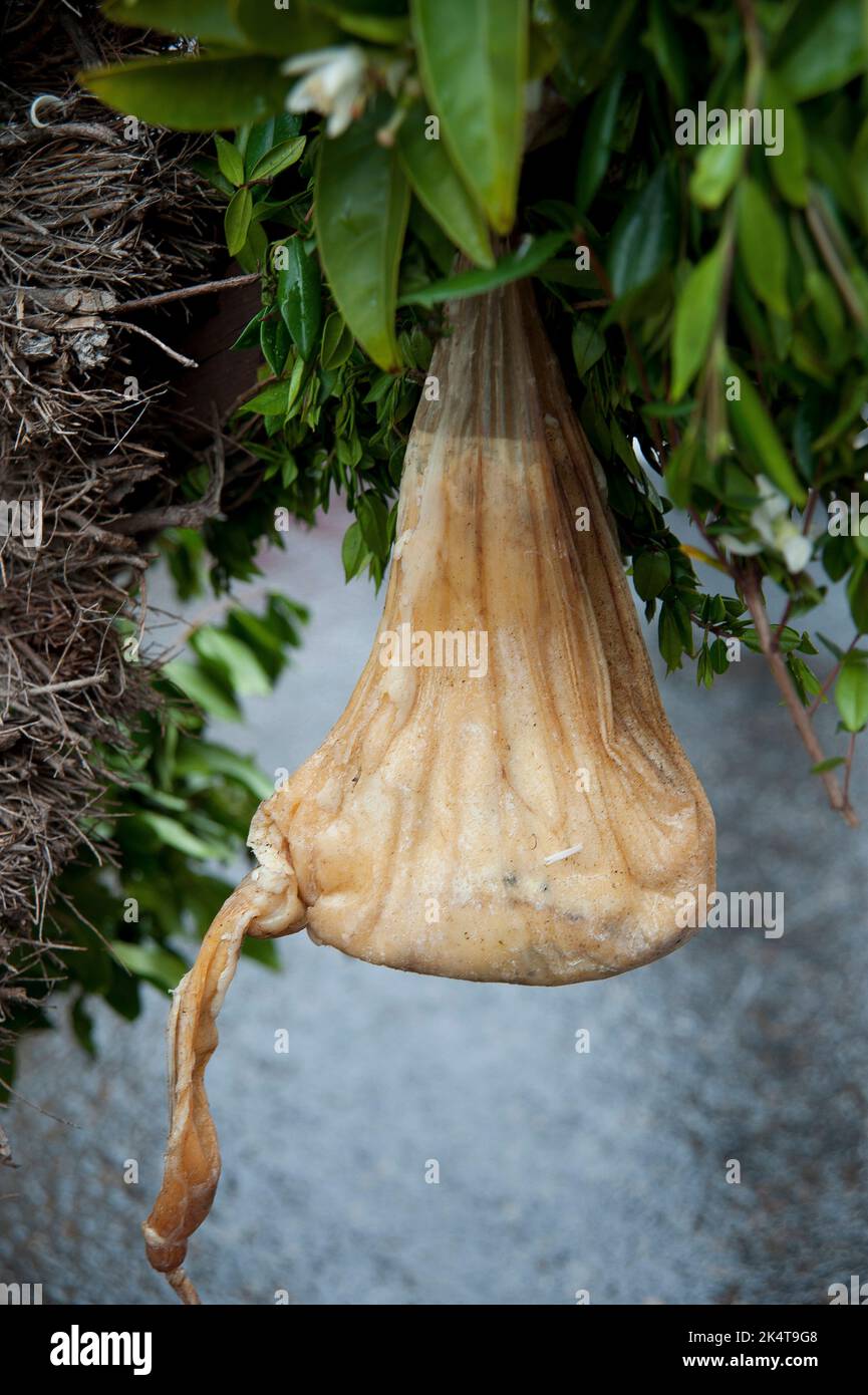 Cagliari, Kid Goat Rennet; Sant'Efisio traditional event, the most ...