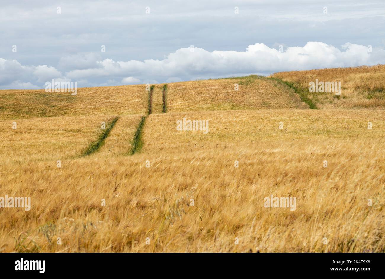 A field of wheat ripens in summer. Farmers require the right conditions