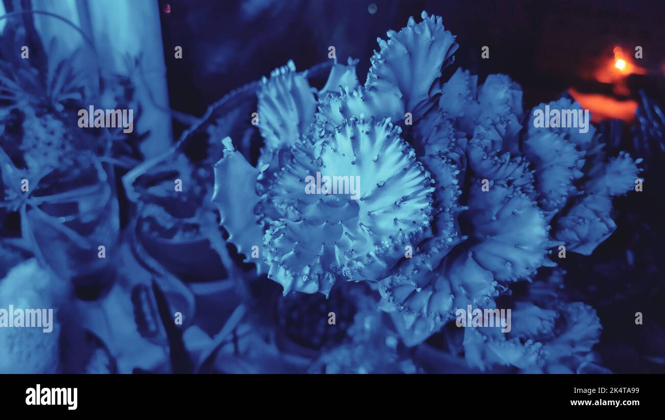 Succulent plant under blue light from a plant lamp Stock Photo Alamy