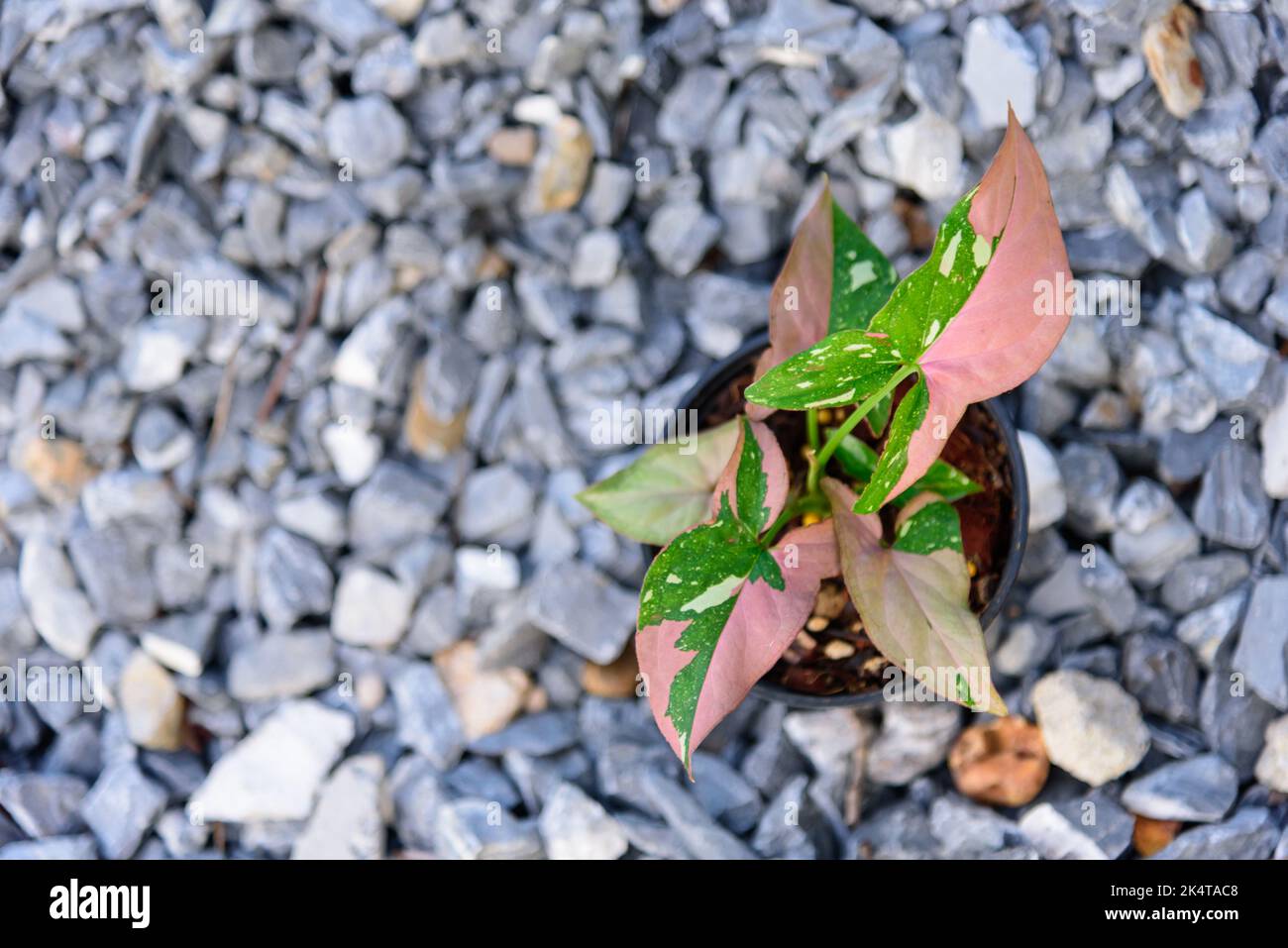 syngonium red spot tricolor in the pot Stock Photo - Alamy