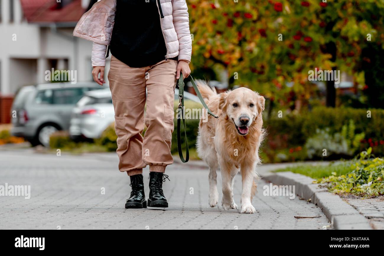 Preteen girl with golden retriever dog Stock Photo
