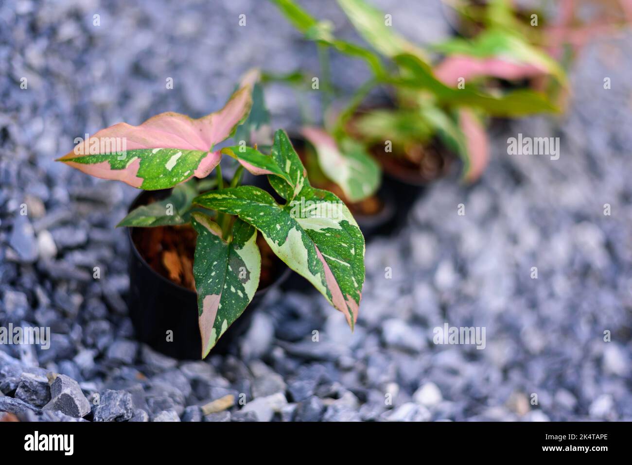 syngonium red spot tricolor in the pot Stock Photo - Alamy