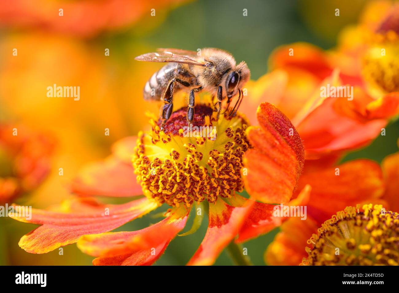 Bee - Apis Mellifera - Pollinating A Flower Of The Common Sunflower - Helenium Autumnale Stock Photo
