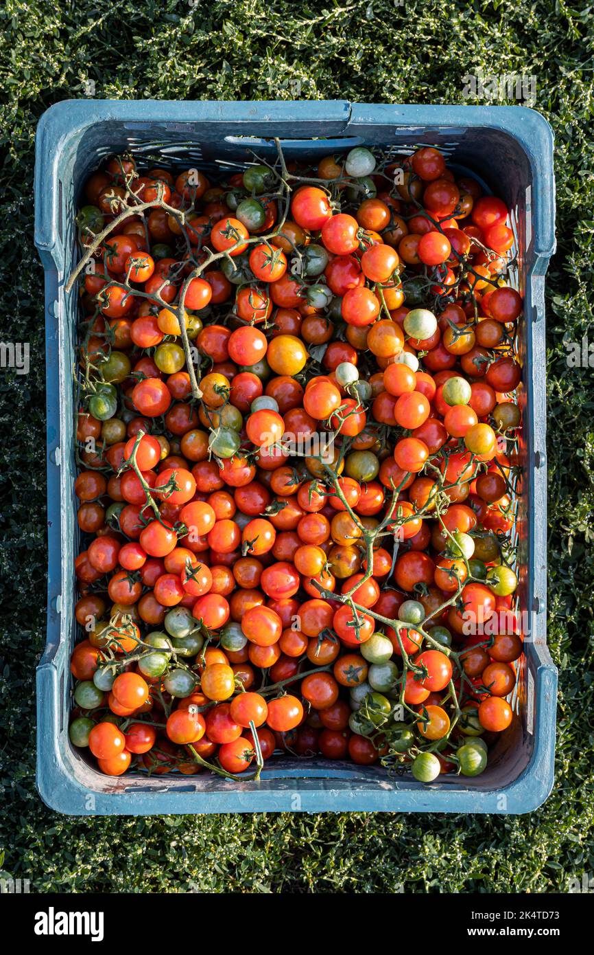 cherry tomatoes lie in a box on the farm Stock Photo - Alamy