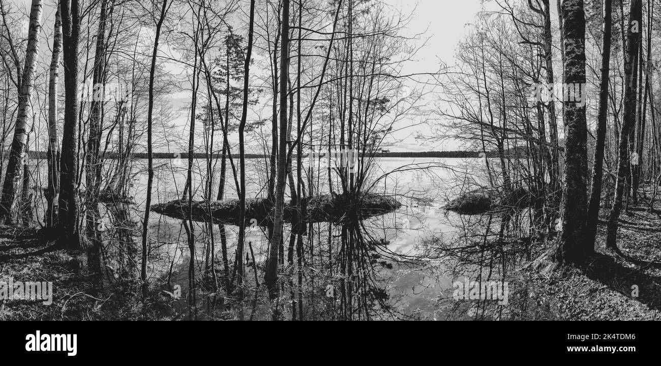 Dry branches of trees on the lake shore. black and white Stock Photo