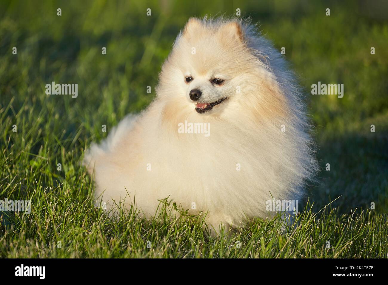 charming young dog. Spitz of white color in sunny weather on green grass. Stock Photo