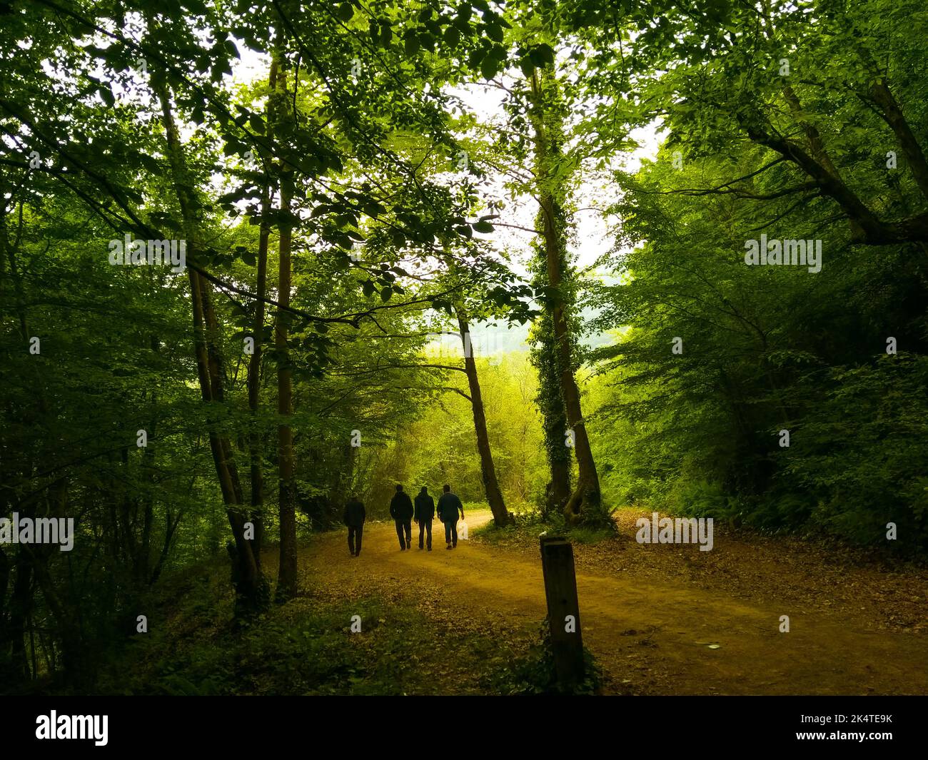 A group of people walking in the forest Stock Photo - Alamy