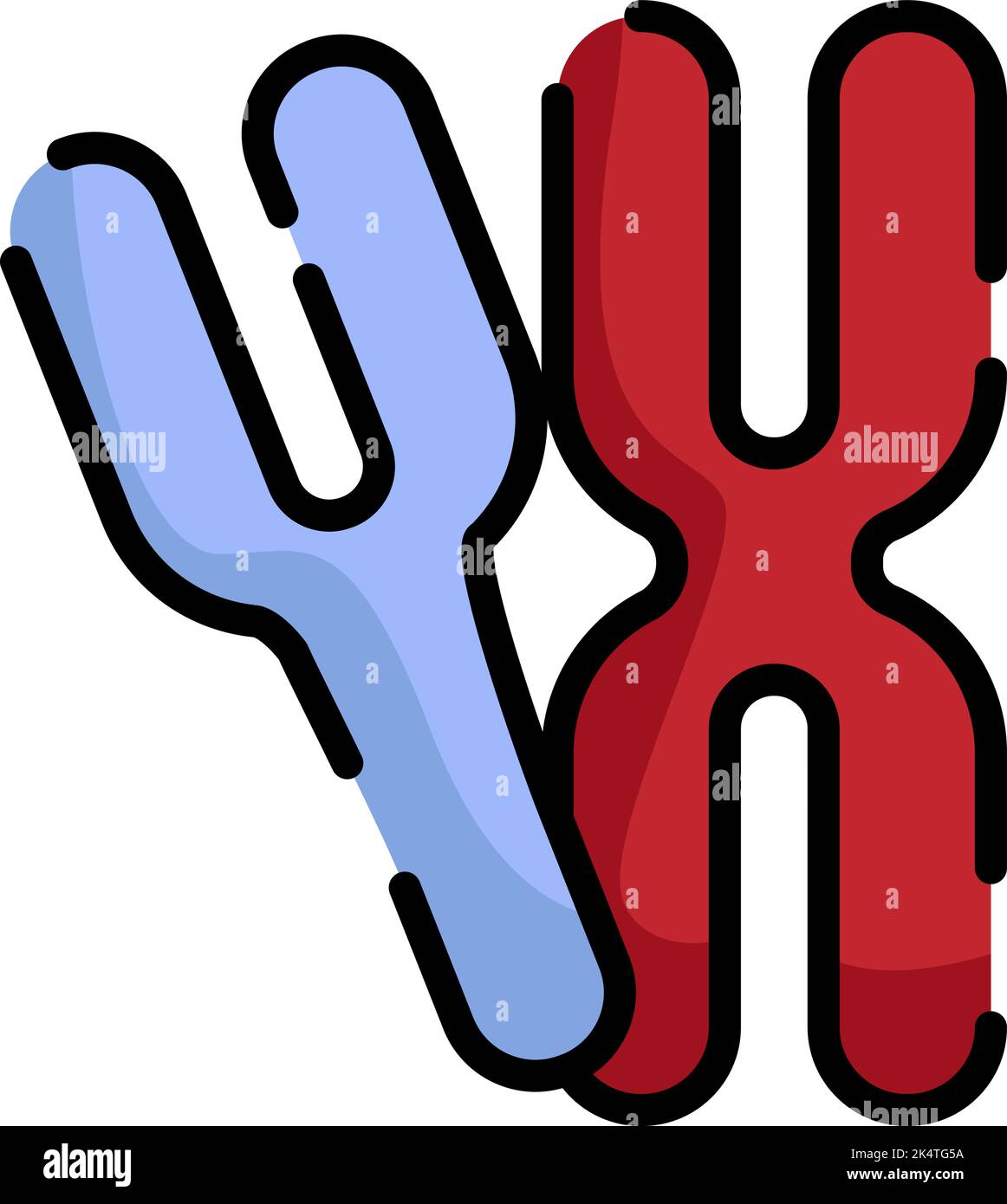 Human chromosomes, illustration, vector on a white background. Stock Vector