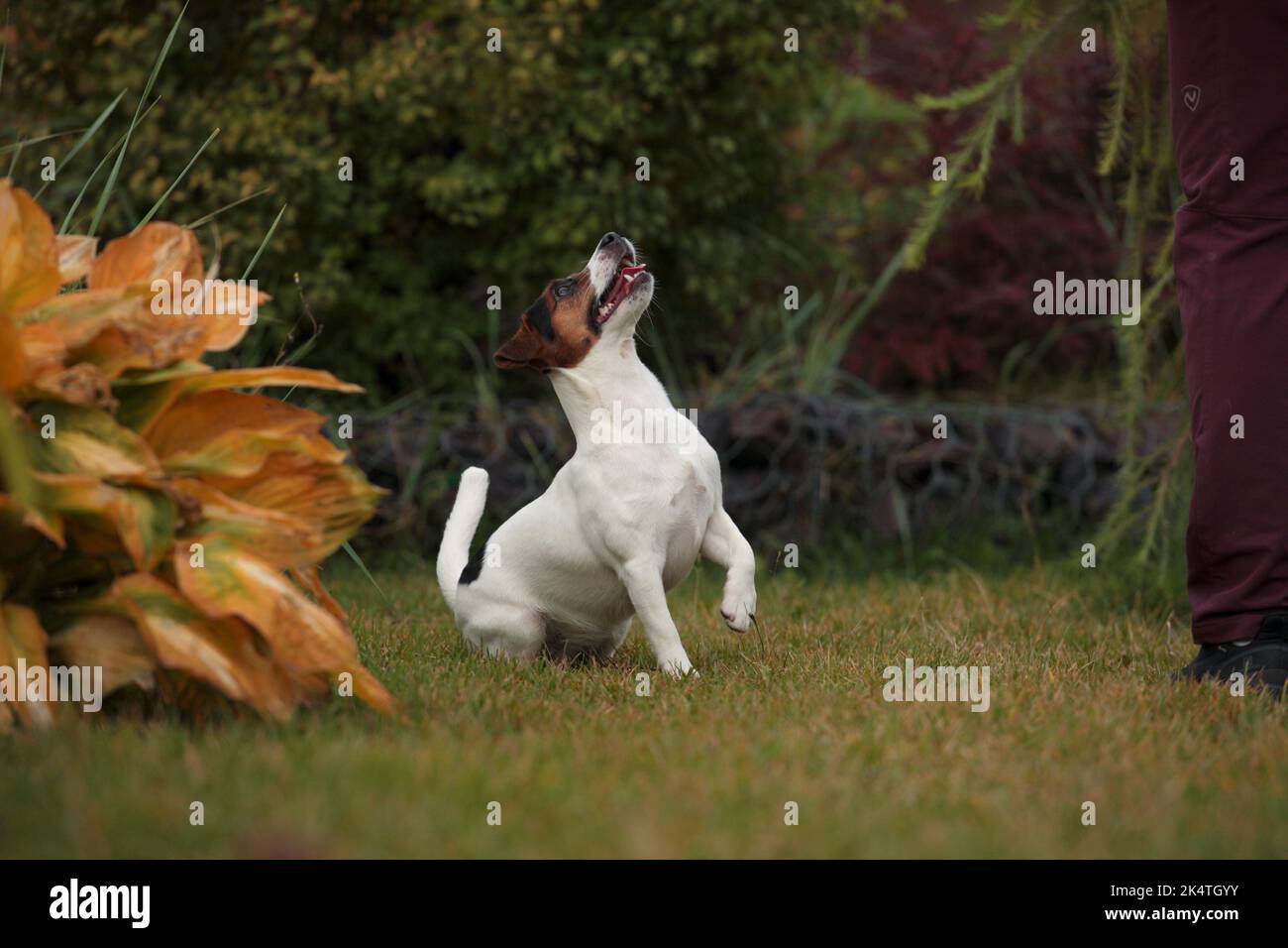 Jumping pet, dog on hind legs. Dancing Jack Russell Terrier in autumn park. 3 color. Stock Photo