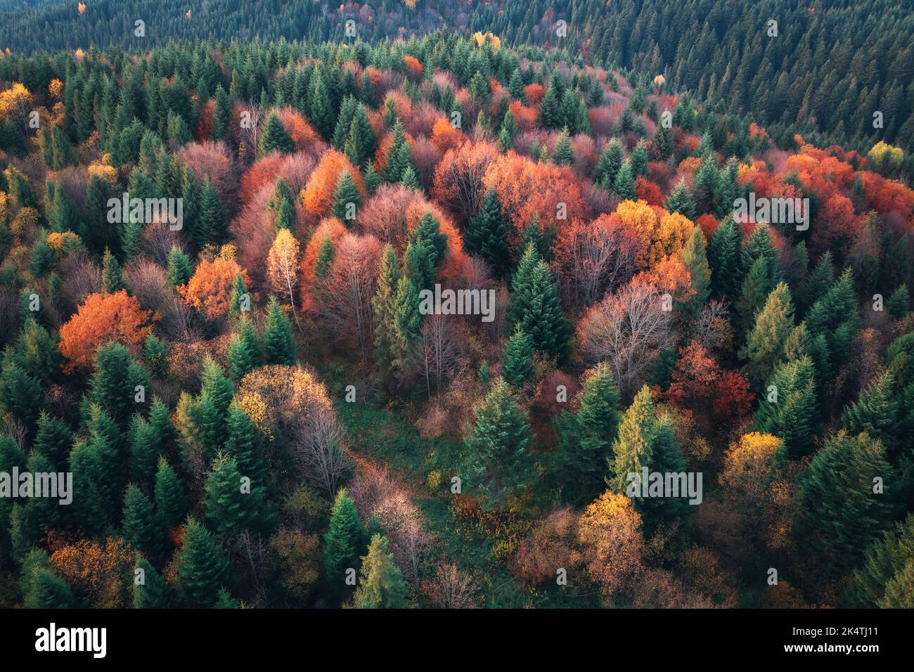 Forest top view hi-res stock photography and images - Alamy