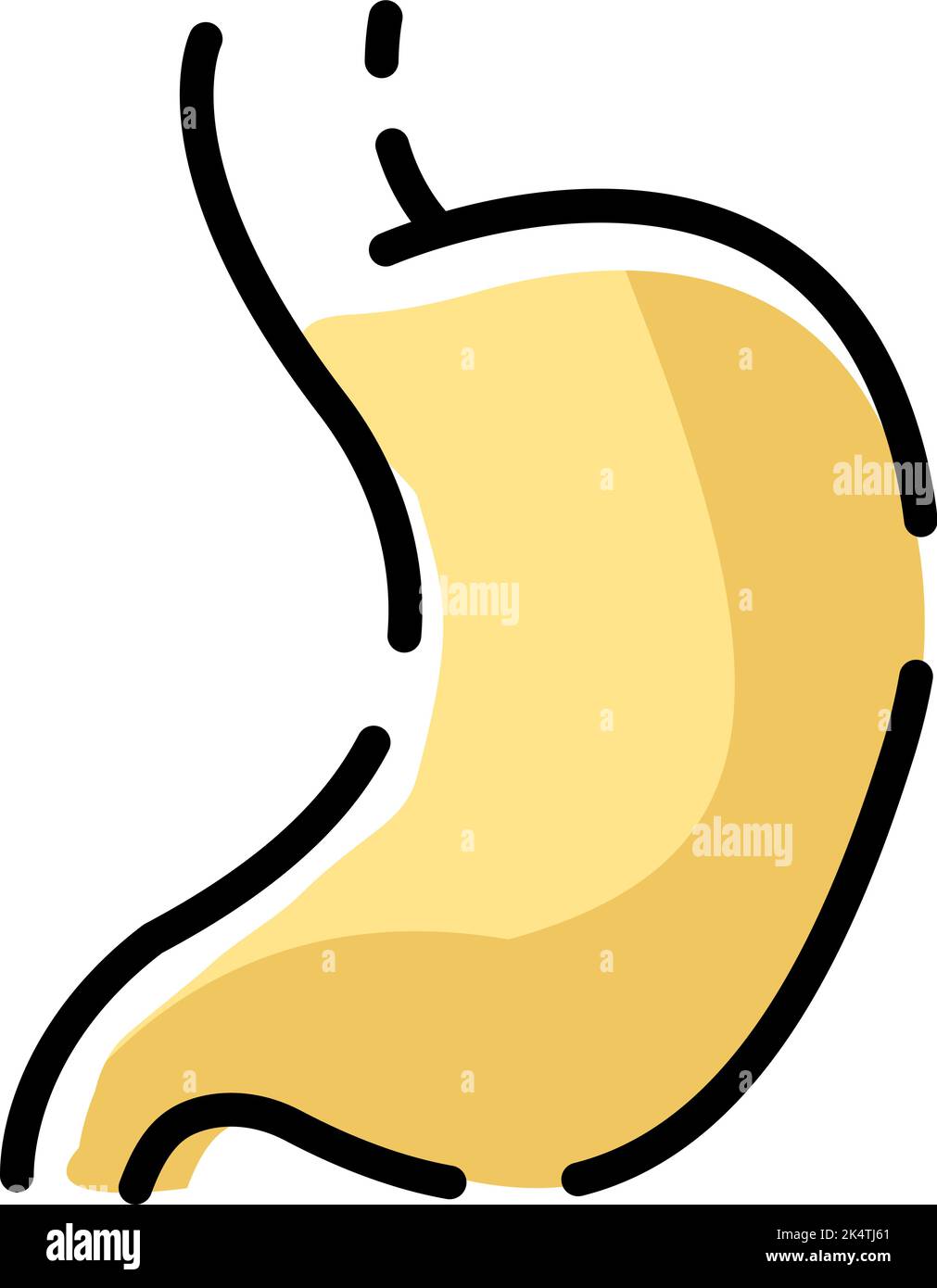 Human stomach, illustration, vector on a white background. Stock Vector