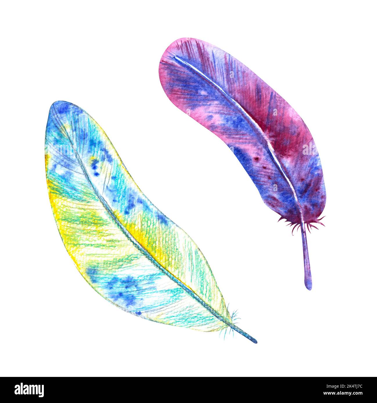 A set of watercolor bird feathers isolated on a white background. For ...